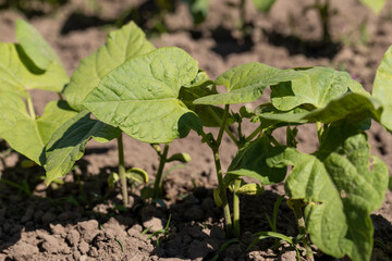 a field with peppers in the summer season