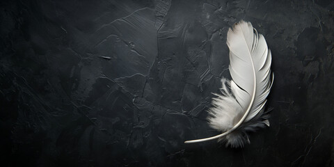 White feather on dark textured surface brilliant white feather concept © Silga