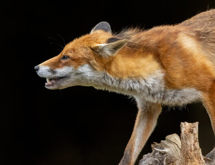 Close up of a beautiful fox eating with black background