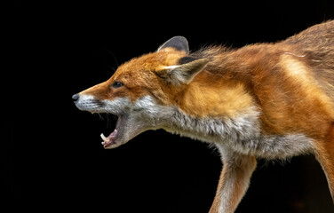 Close up of a beautiful fox eating with black background