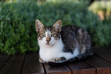 A street cat sleeps on a bench in Istanbul surrounded by greenery