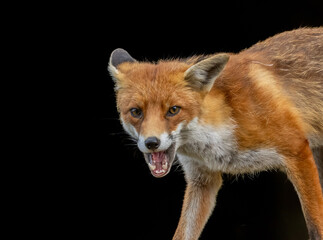 Close up of a beautiful fox eating with black background