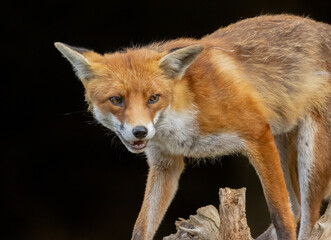 Close up of a beautiful fox eating with black background