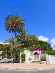 Palm trees in the garden