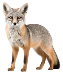 Obraz premium PNG Fox wildlife animal mammal.