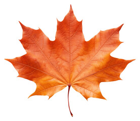 Obraz premium PNG Maple plant leaf tree.