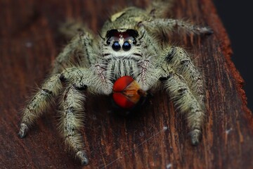 Hylus diardi spider with prey on the ground