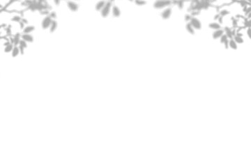 Obraz premium Plant shadow png, Botanical shadow in transparent background, design palm tropical leaves. Black and white branch shadow overlay effect. For business cards,