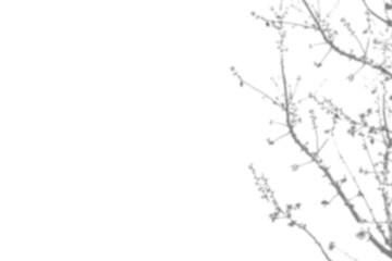 Naklejka premium Plant shadow png, Botanical shadow in transparent background, design palm tropical leaves. Black and white branch shadow overlay effect. For business cards, 