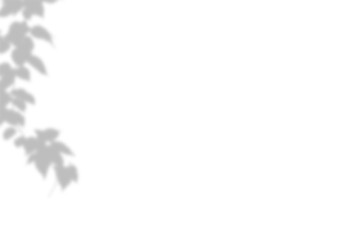 Obraz premium Plant shadow png, Botanical shadow in transparent background, design palm tropical leaves. Black and white branch shadow overlay effect. For business cards, 