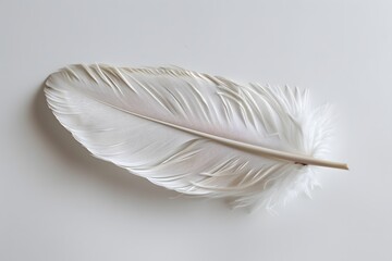 Delicate White Feather on a Clean Background