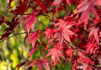 closeup on beautiful red leaf of a japanese maple tree growing in a park