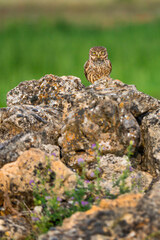 Little Owl, Athene noctua, Mediterranean Forest, Castilla y Leon, Spain, Europe