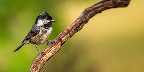 Coal Tit, Parus ater, Mediterranean Forest, Castilla y Leon, Spain, Europe