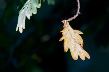 Autumn leaves in the branch