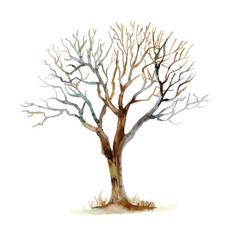 withered tree watercolor digital painting good quality