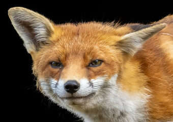 Close up of a beautiful fox eating with black background
