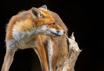 Close up of a beautiful fox eating with black background