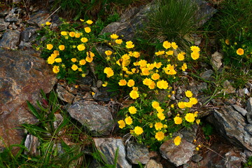 griechendes Fingerkraut in den Alpen