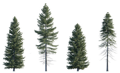Set of spruce Picea abies and Pungens colorado blue green fir evergreen pinaceae needled tree isolated png medium and small on a transparent background perfectly cutout