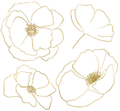 Hand drawn wildflowers, golden outlines poppy flowers isolated illustration, wedding stationery