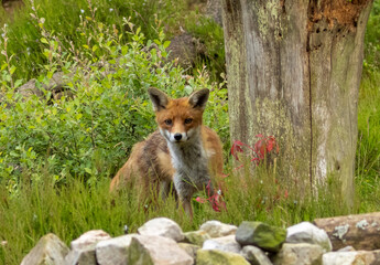 Fox in the forest during daylight