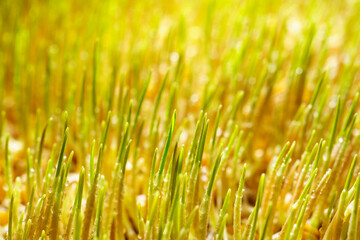 Wheatgrass seedlings close-up, illuminated by the sun. Vegan healthy food.