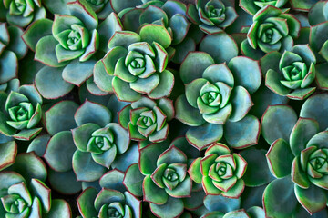 Closeup of green desert roses