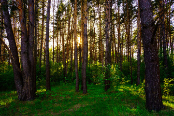 Obraz premium Sunbeams streaming through the pine trees and illuminating the young green foliage on the bushes in the pine forest in spring.