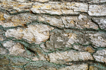 Close-up texture of gray pine treebark. Absract nature background.