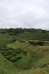 Blick auf eine portugiesische Teeplantage auf der Azoreninsel São Miguel