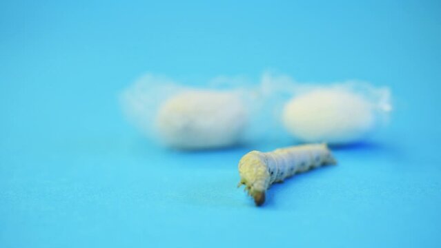 Silkworm make cocoon on blue background
