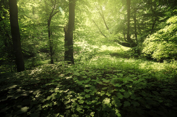 sunlight in green lush woods in summer