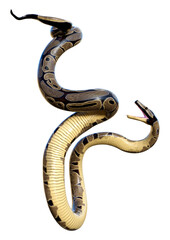 Obraz premium 3D Rendering Ball Python on White