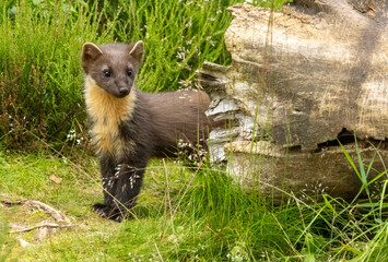 Close up of pine marten in the forest