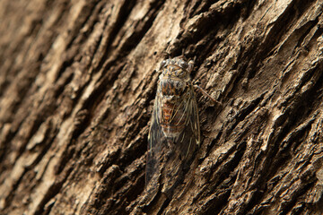 Cicada insect resting on a tree trunk close up