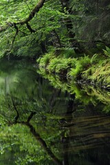 A calm riverbank with lush moss and wild ferns growing along the edge. Clear, reflective water with overhanging branches.