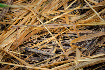 A pile of dry straw, possibly from a straw bale. The pile is scattered and uneven, with some pieces of straw sticking out at odd angles