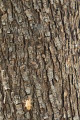 Obraz premium Cicada exoskeleton resting on rough tree bark texture