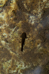 Black salamander larva swimming in shallow water