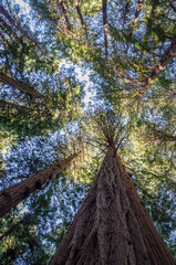 looking up at muir woods san francisco
