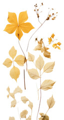 PNG Real pressed foliage flower plant leaf.