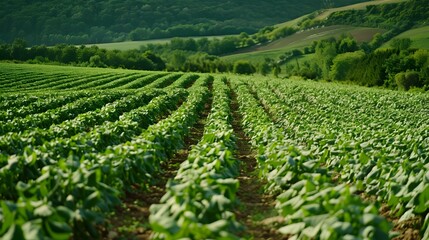 Fields of green peas neatly planted in rows picture