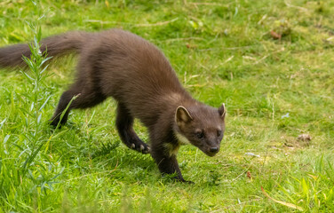 Fototapeta premium Close up of pine marten in the forest