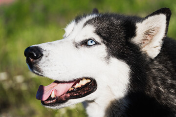 The muzzle of a Siberian husky dog ​​with multi-colored eyes. Side view.