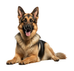 PNG Pet dog mammal animal.