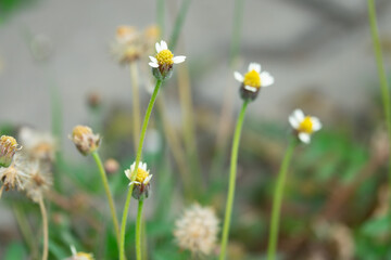 A bunch of flowers with yellow and white petals. The flowers are in a field and are surrounded by grass