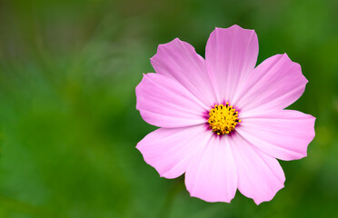 Pink Cosmos Flower on a green background. Natural wallpaper. Close-up. Selective focus.