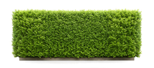 Dense Green Hedge Isolated on Transparent Background with Clipping Path Cut-Out