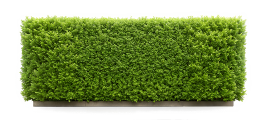 Dense Green Hedge Isolated on Transparent Background with Clipping Path Cut-Out